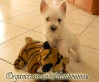 Cane al matrimonio